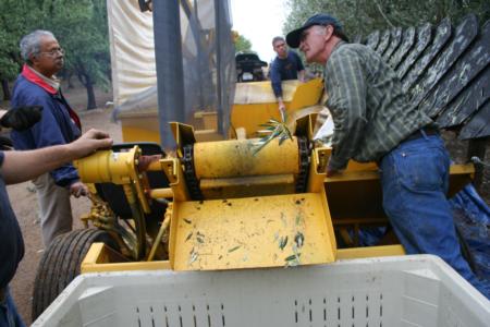 Wheelrake harvester in olive orchard: Bill Krueger and harvester